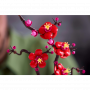 LEGO BOTANICALS 10369 ALBICOCCO GIAPPONESE ETA 18