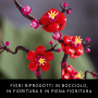 LEGO BOTANICALS 10369 ALBICOCCO GIAPPONESE ETA 18