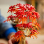 LEGO BOTANICALS 10348 BONSAI DI ACERO ROSSO GIAPPONESE 18 +