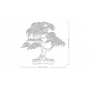 LEGO BOTANICALS 10348 BONSAI DI ACERO ROSSO GIAPPONESE 18 +